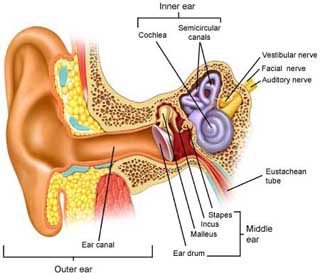 labeled and illustrated Diagram of the outer and inner Ear